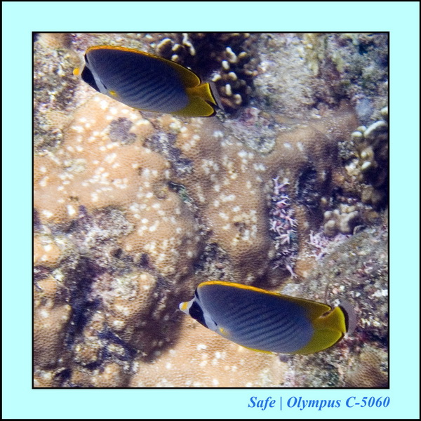 2006 - 07 - Kapas - Plongee N1 - 10